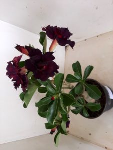 LEILÃO Nº 528 - Imagem 10