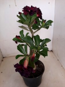 LEILÃO Nº 528 - Imagem 9