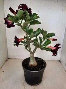 LEILÃO Nº 528 - Imagem 8