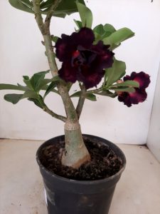 LEILÃO Nº 528 - Imagem 7