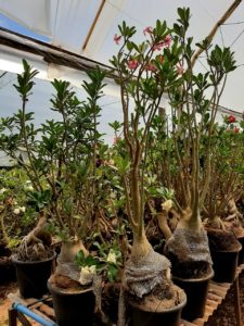 Sementes de Arabicum - Imagem 8