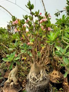 Sementes de Arabicum - Imagem 3