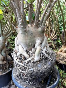 Sementes de Arabicum - Imagem 9