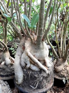 Sementes de Arabicum - Imagem 10