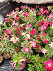 Sementes para cavalo/porta enxerto - Imagem 2