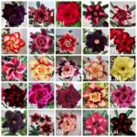 Sementes de polinização cruzada (mix)