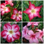 Sementes para cavalo/porta enxerto