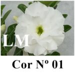 ENXERTO COR LM 01