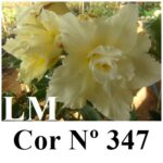 ENXERTO COR LM 347