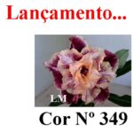 ENXERTO COR LM 349