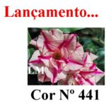ENXERTO COR LM 441