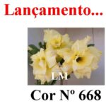 ENXERTO COR LM 668