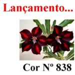 ENXERTO COR LM 838