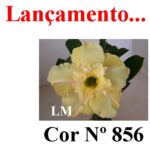 ENXERTO COR LM 856