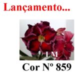 ENXERTO COR LM 859