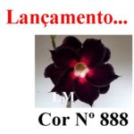 ENXERTO COR LM 888