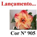 ENXERTO COR LM 905