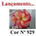ENXERTO COR LM 929