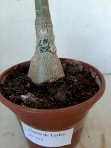 LEILÃO Nº 535 - Imagem 8