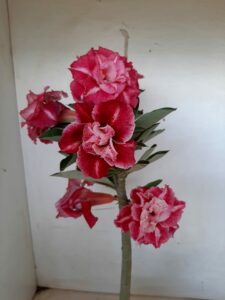 LEILÃO Nº 535 - Imagem 4