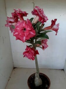 LEILÃO Nº 535 - Imagem 7