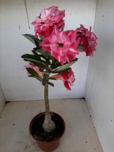 LEILÃO Nº 535 - Imagem 6