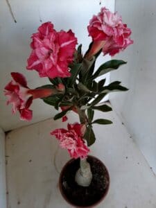 LEILÃO Nº 535 - Imagem 5