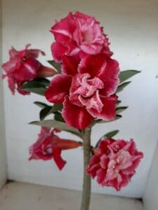 LEILÃO Nº 535 - Imagem 3