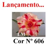ENXERTO COR LM 606