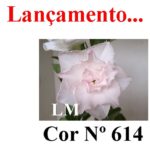 ENXERTO COR LM 614