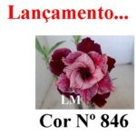 ENXERTO COR LM 846