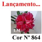 ENXERTO COR LM 864