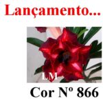 ENXERTO COR LM 866
