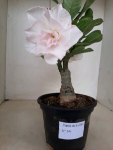 LEILÃO Nº 541 - Imagem 4