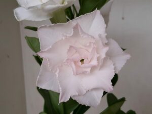 LEILÃO Nº 541 - Imagem 3