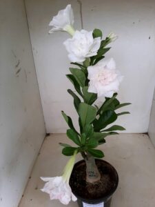 LEILÃO Nº 541 - Imagem 9