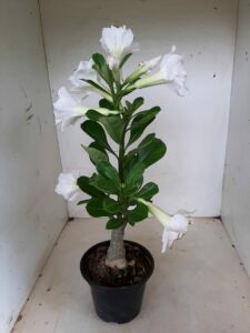 LEILÃO Nº 541 - Imagem 8