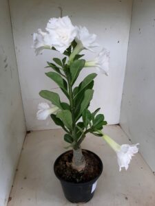 LEILÃO Nº 541 - Imagem 6