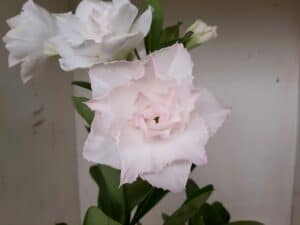 LEILÃO Nº 541 - Imagem 5