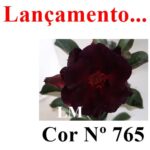ENXERTO COR LM 765