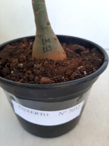 ENXERTO 7032 – 20cm (cor LM 113) - Imagem 4