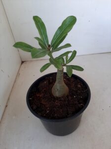 ENXERTO 7032 – 20cm (cor LM 113) - Imagem 3