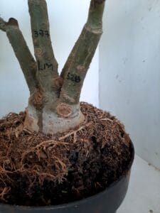 LEILÃO Nº 544 - Imagem 5