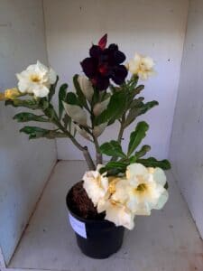 LEILÃO Nº 544 - Imagem 3