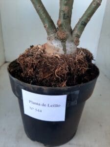 LEILÃO Nº 544 - Imagem 4