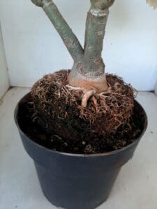 LEILÃO Nº 544 - Imagem 10