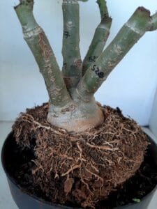 LEILÃO Nº 544 - Imagem 7