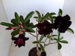 LEILÃO Nº 546 - Imagem 6