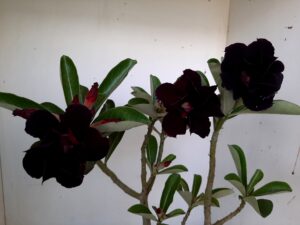 LEILÃO Nº 546 - Imagem 5