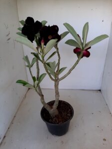 LEILÃO Nº 546 - Imagem 4